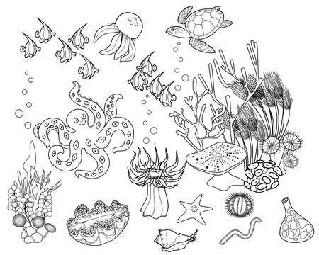 Coloring page. Ecosystem of coral reef with different marine inhabitants 