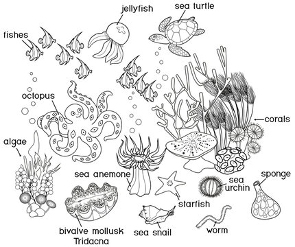 Coloring page. Ecosystem of coral reef with different marine inhabitants with titles