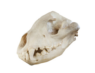 head skull of hyeena isolated white background