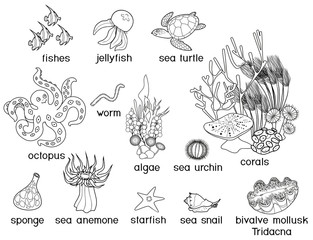 Coloring page. Different underwater marine animals with titles