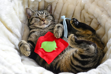 Katze kuschelt mit Spielkissen