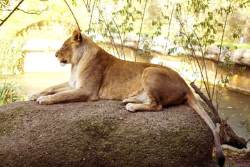 African female lioness