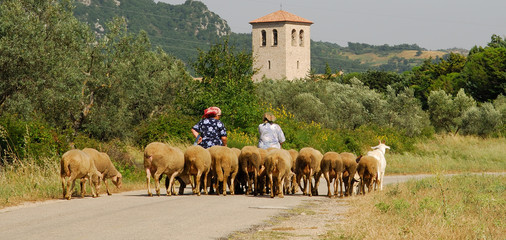 Pecore, animali da campagna