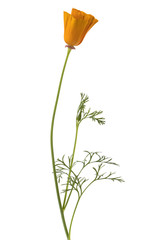 Fototapeta premium California Poppy flower isolated