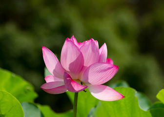 Fototapeta premium 蓮の花