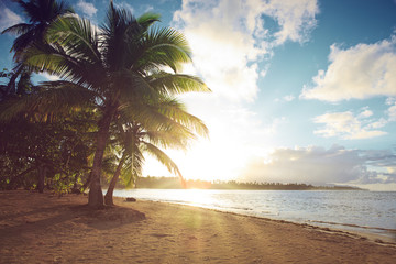 Tropical sunrise with coconut palm trees.
