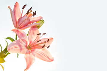 Naklejka premium Bright colorful lily flowers. Floral background.