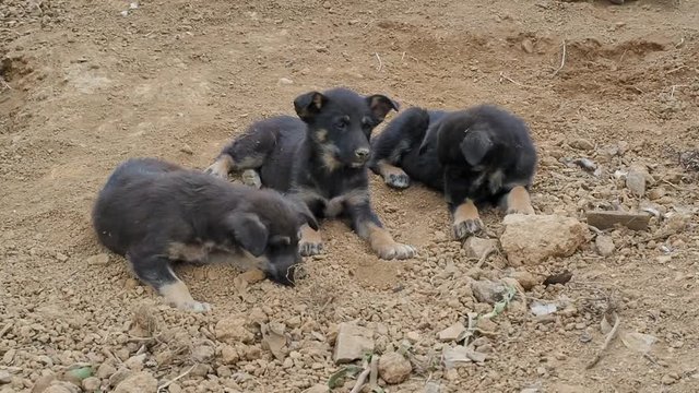 Little street dogs playing together