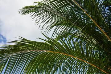 Palm leaf against blue sky