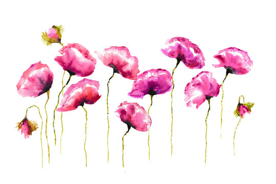 Stylized poppies on white background, floral art, watercolor illustrator, hand painted