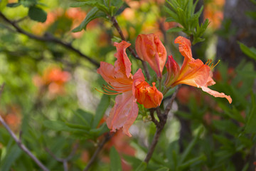 上高地 初夏の岳沢湿原のレンゲツツジ／長野県松本市