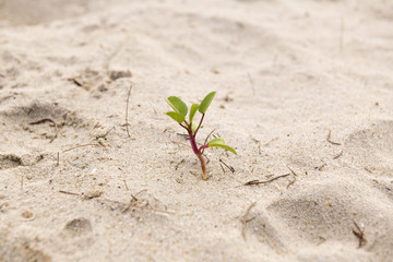 beach morning-glory, depending on beach is inhibited poisonous jellyfish Insect bites , Songkhla Province, Thailand