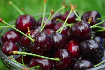 Spelled cherries in the bowl onthe green grass