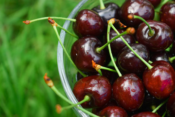 Spelled cherries in the bowl onthe green grass