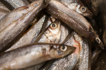 Seafood capelin close-up