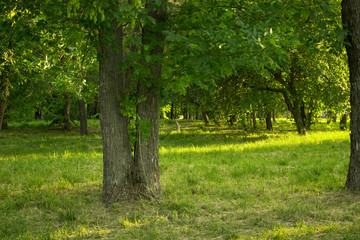 trees in the park, sunset
