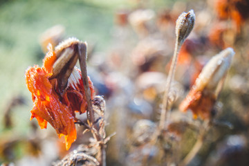 Withered marigold flowers and buds covered with hoar frost in blurry background with bokeh made in free lensing (lens whacking) technique. Shallow depth of field. For wallpaper, background