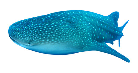 Whale Shark isolated on white background   