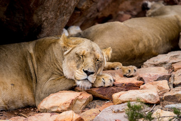 Naklejka na ściany i meble A lioness sleeping in the shadow of a rock