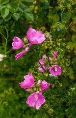 Die Farben der Blumen leuchten im Garten