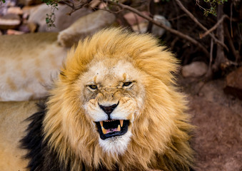 a roaring lion showing his teeth to the tourists