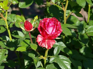 Beautiful roses