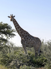 South African giraffe, Giraffa giraffa giraffa, Etosha National Park, Namibia