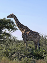 South African giraffe, Giraffa giraffa giraffa, Etosha National Park, Namibia