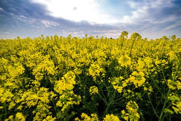Canola, rapeseed field blooming.