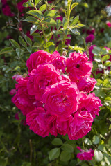 Rudophytic rose flowers with green leaves.