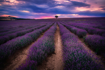 Amazing blooming beautiful lavender field on a sunset near Pazardzhik town in Plovdiv area,...
