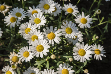 Daisy flowers with a top view.