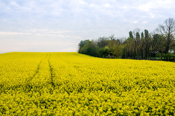 Canola, rapeseed field blooming.