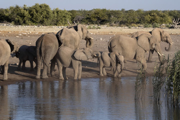 Fototapeta premium Herd of African elephant, Loxodonta africana, drinking water in waterhole, Etosha National Park, Namibia