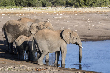 Herd of African elephant, Loxodonta africana, drinking water in waterhole, Etosha National Park, Namibia