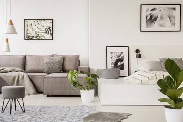 Plant between beige couch and bed on platform in white open space interior with posters. Real photo