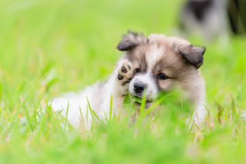 Fototapeta premium portrait of an Elo puppy on the meadow
