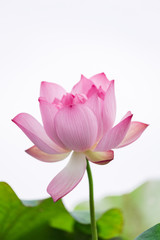 White background of lotus
