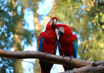 Fototapeta premium Two Scarlet Macaw perching together and preening its couple on the tree, Brazil 