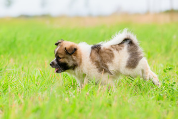 Elo puppy runs on the meadow