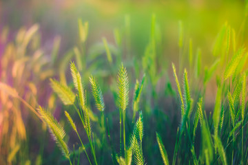 Beautiful bright color background  with green grass. Spring or summer sun  lights, bokeh and toning
