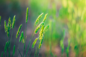 Fototapeta na wymiar Beautiful bright color background with green grass. Spring or summer sun lights, bokeh and toning
