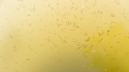 The mosquito larvae on the surface of the water. © lapis2380