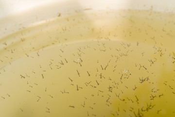 The mosquito larvae on the surface of the water. © lapis2380
