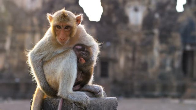 Monkeys living in Phra prang Sam Yot, Slow motion  An ancient and historical attractions and one of the most important archaeology of Lopburi province thailand. ....