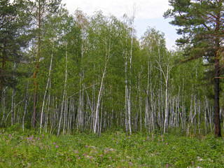 beautiful spring birch forest