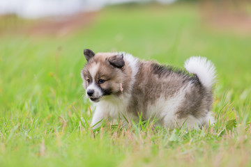 Elo puppy walks on the meadow