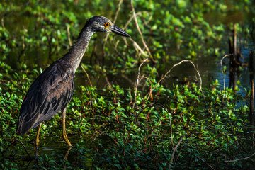 Yellow-crowned night heron in the morning light!