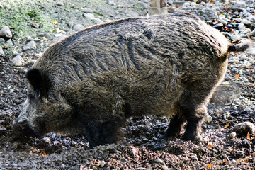 wild boar