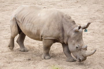 Naklejka premium African white rhino